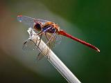 Dragonfly_54263